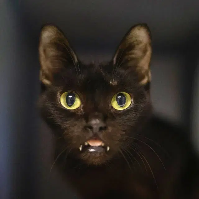 Taylor - Domestic Short Hair