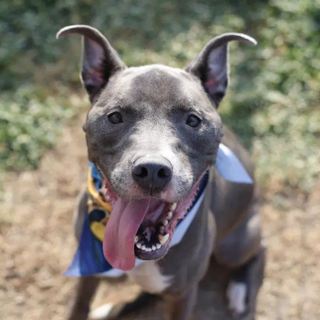 Draco - American Staffordshire Terrier
