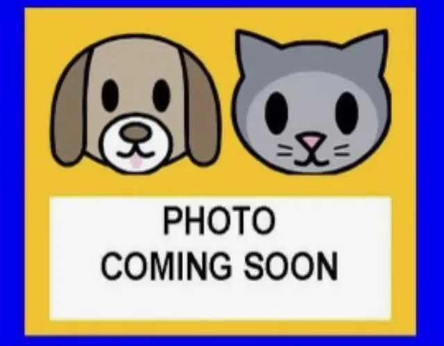 Tin Man - Domestic Short Hair