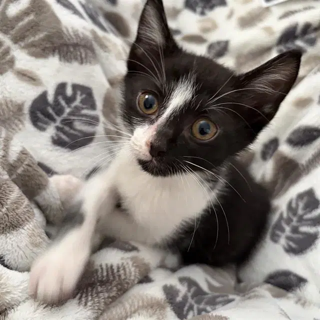 Oreo - Domestic Short Hair