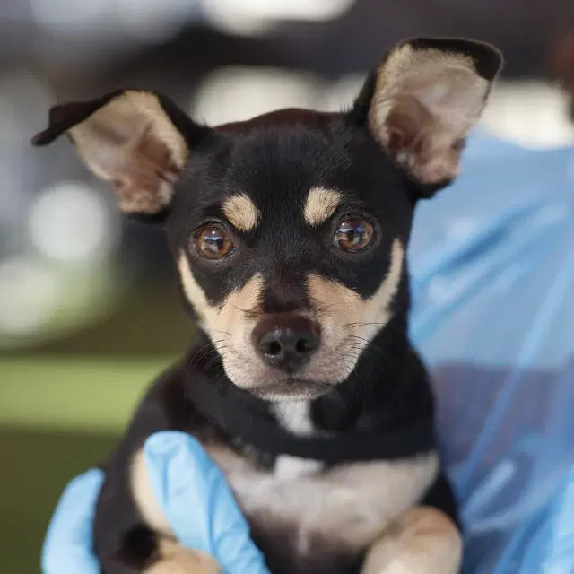 Unknown - Chihuahua