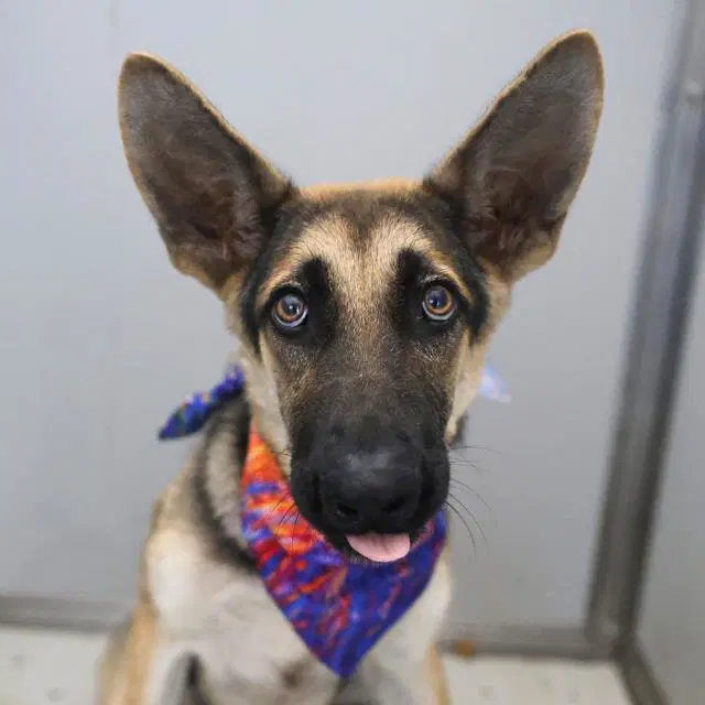 Flower - German Shepherd Dog