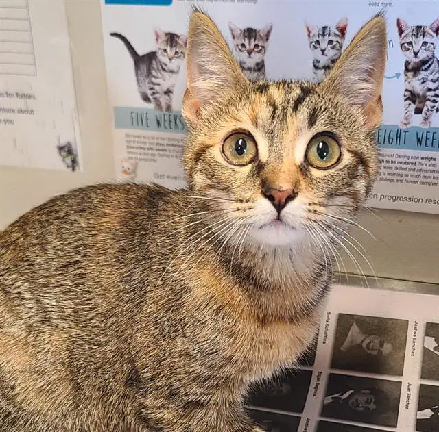 Andrea - Domestic Short Hair