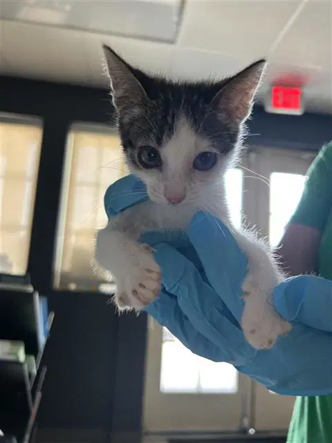 Yvonne - Domestic Short Hair