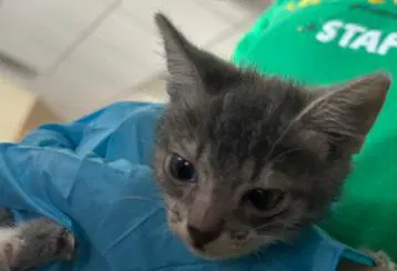 Lorraine - Domestic Short Hair