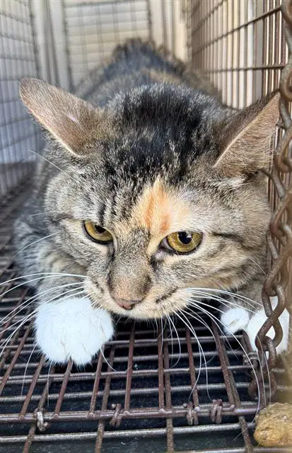 Unknown - Domestic Short Hair