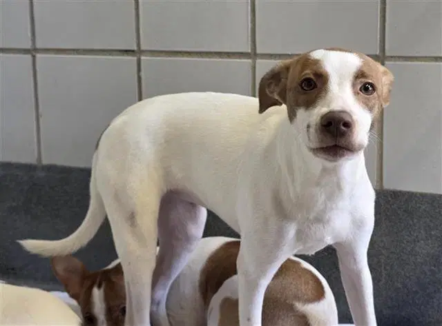 China - Terrier