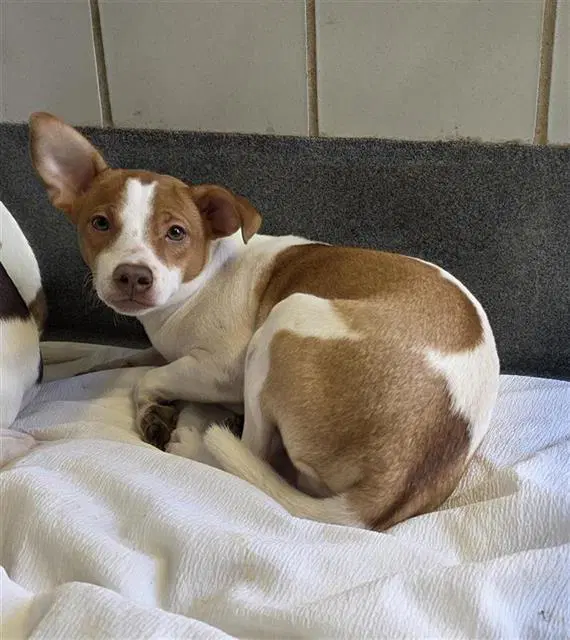 Chino - Terrier