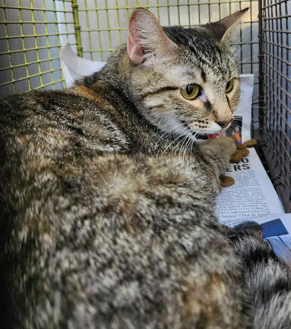 Mous - Domestic Short Hair