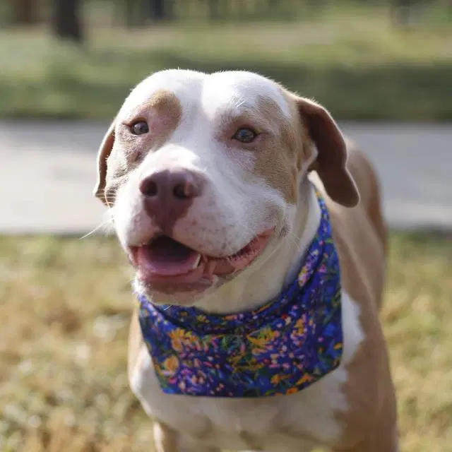 Bear - American Staffordshire Terrier