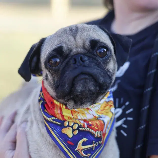Garbonzo Bean - Pug