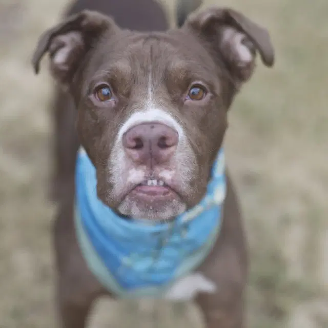 Honey Bee - Boxer