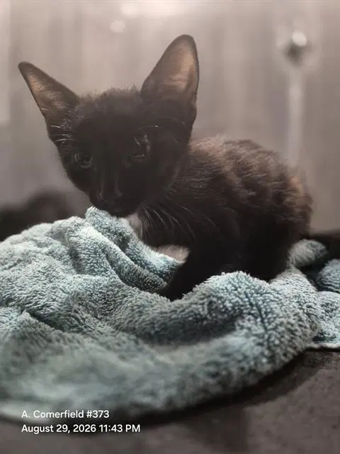 Ricky - Domestic Short Hair