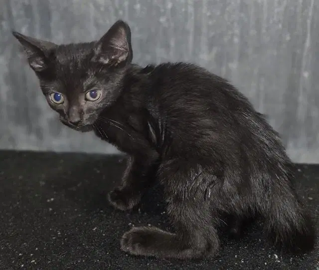 Remmy - Domestic Short Hair