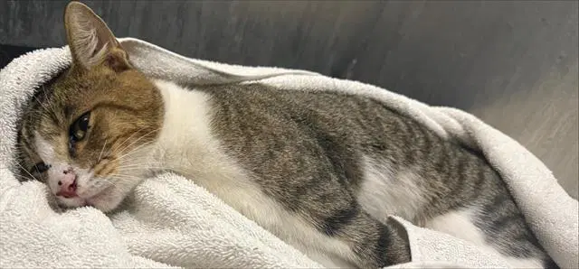 Donald - Domestic Short Hair