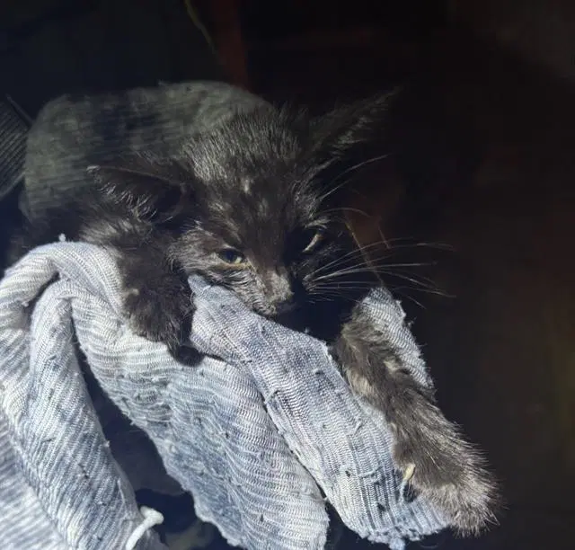 Paleta - Domestic Short Hair