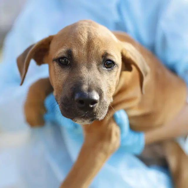 Melvin - American Staffordshire Terrier