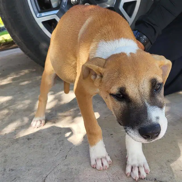 Shelly - American Staffordshire Terrier