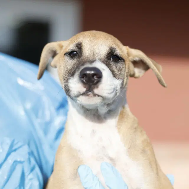 Shelly - American Staffordshire Terrier