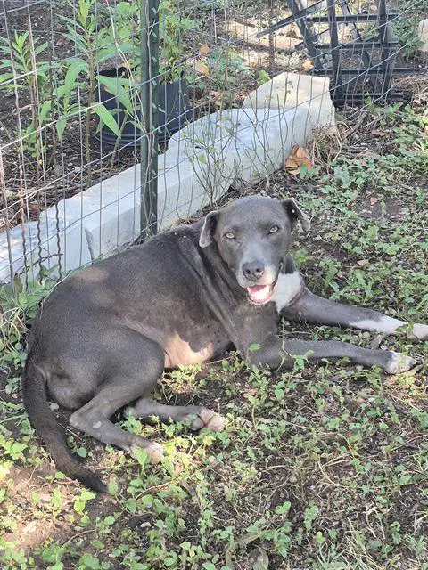 Valkyrie - American Staffordshire Terrier