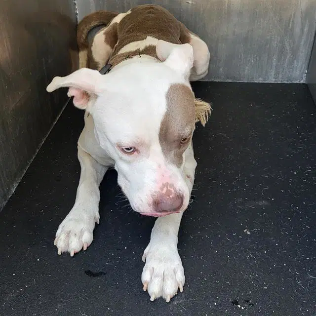 Remy - American Staffordshire Terrier