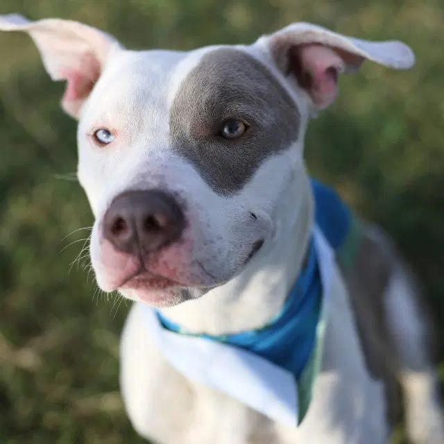 Remy - American Staffordshire Terrier