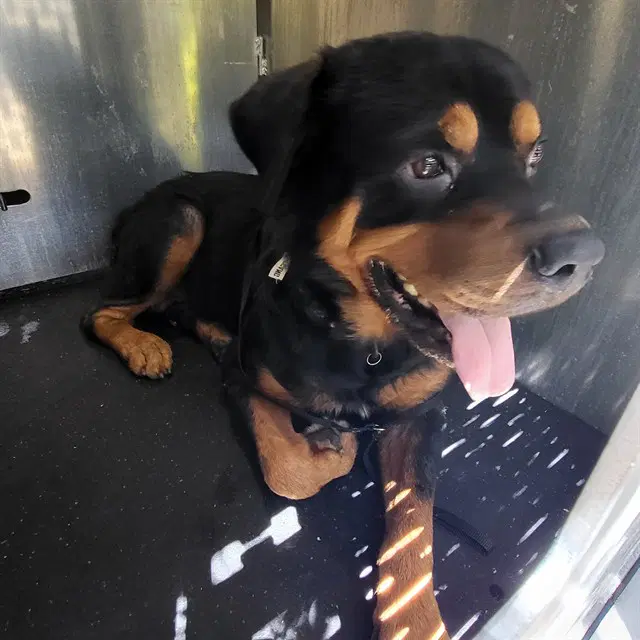 Thor - Rottweiler
