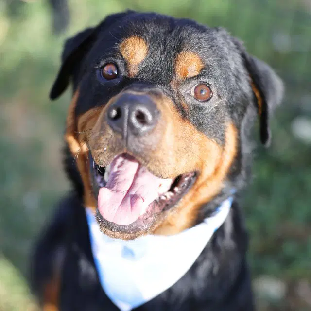Thor - Rottweiler