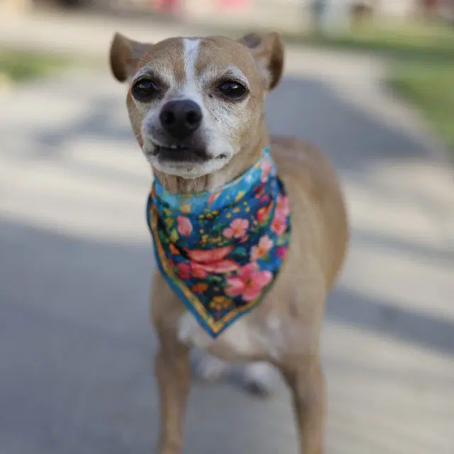Titus - Chihuahua
