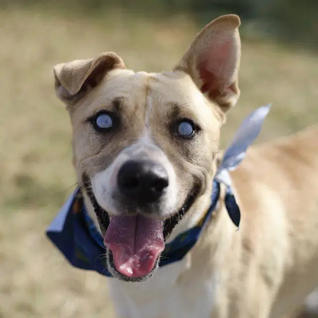 Tuerto - American Staffordshire Terrier