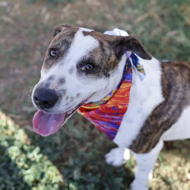Brock - American Staffordshire Terrier