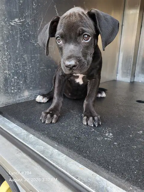 Thelma - Labrador Retriever