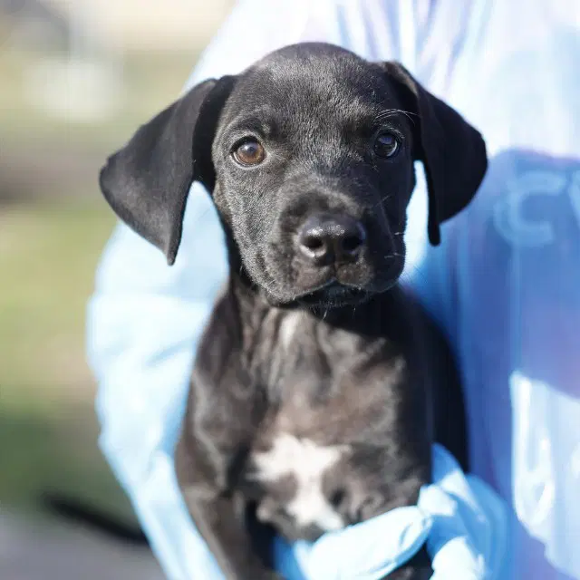 Thelma - Labrador Retriever