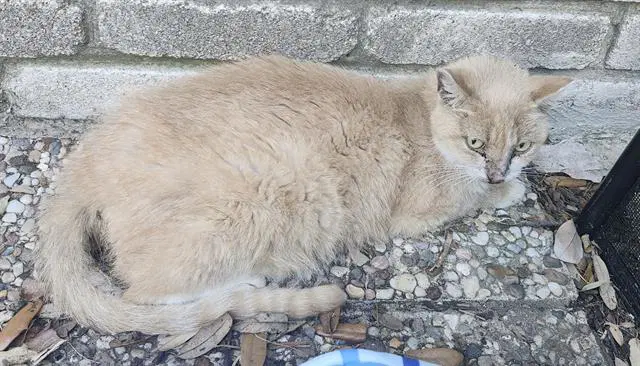 Melly - Domestic Medium Hair