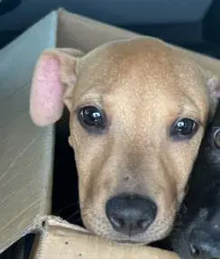 Copperella - Labrador Retriever
