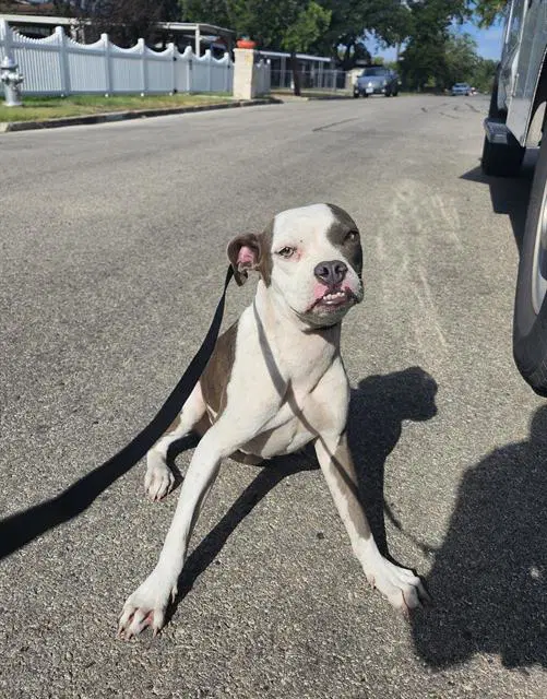 Lola - American Staffordshire Terrier