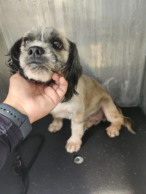 Penny - Shih Tzu