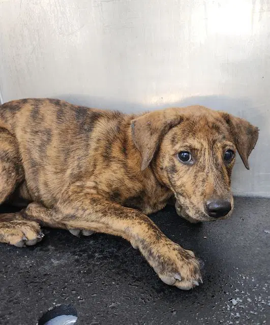 Pinky - Plott Hound