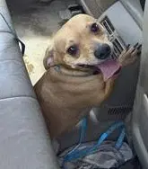 Sam - Chihuahua