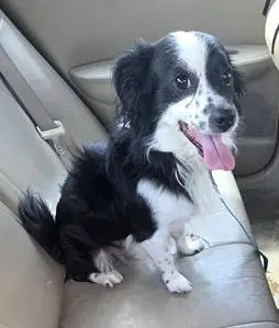 Jacob - Terrier