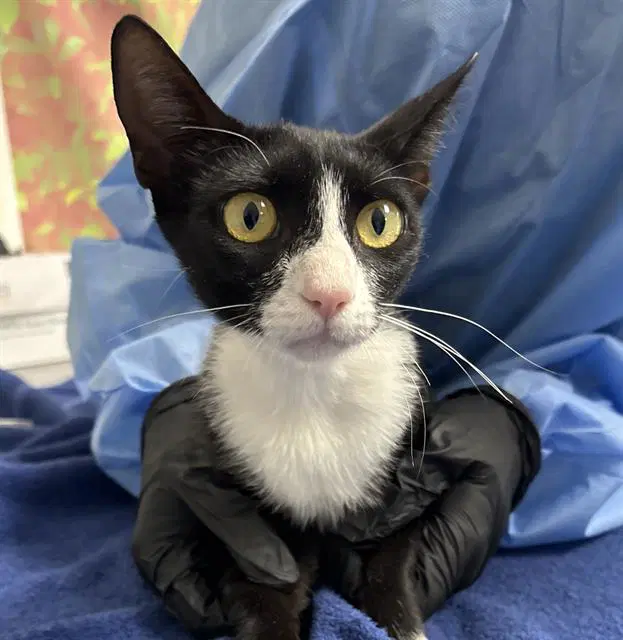 Bug - Domestic Short Hair
