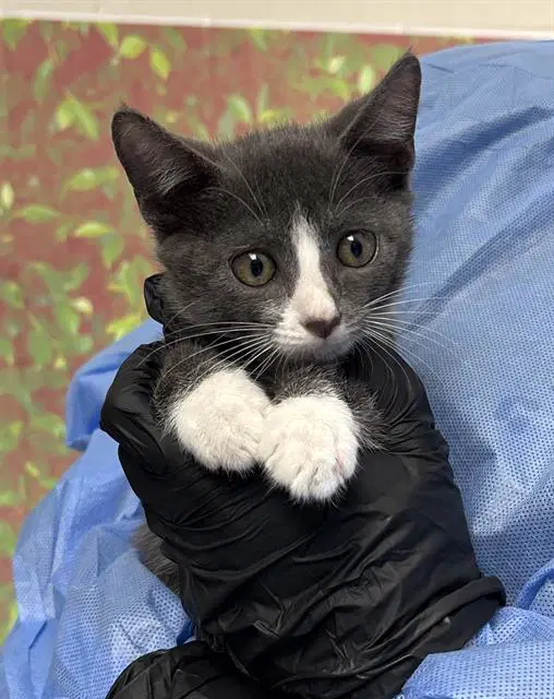 Mantis - Domestic Short Hair