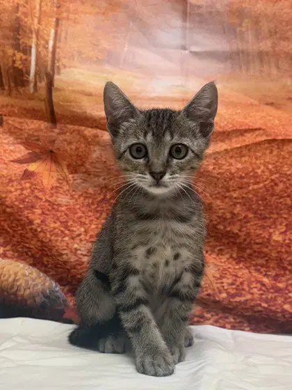 Grasshopper - Domestic Short Hair