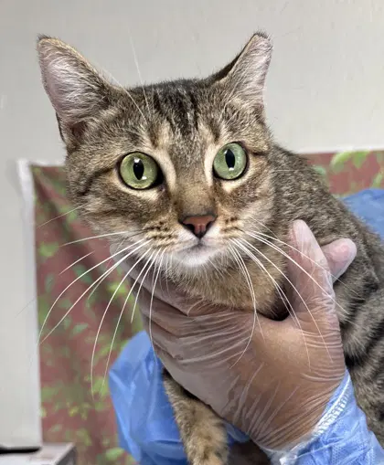 Lotus - Domestic Short Hair