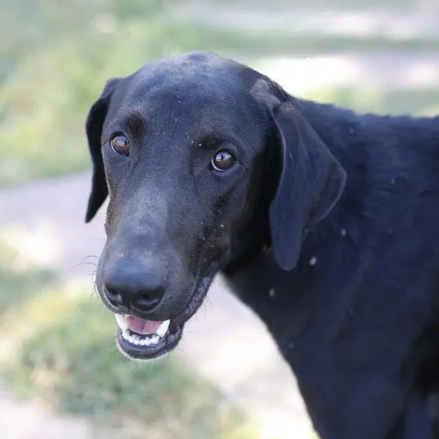 Lenny - Doberman Pinscher