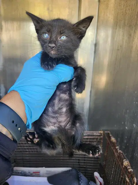 Bailey - Domestic Short Hair