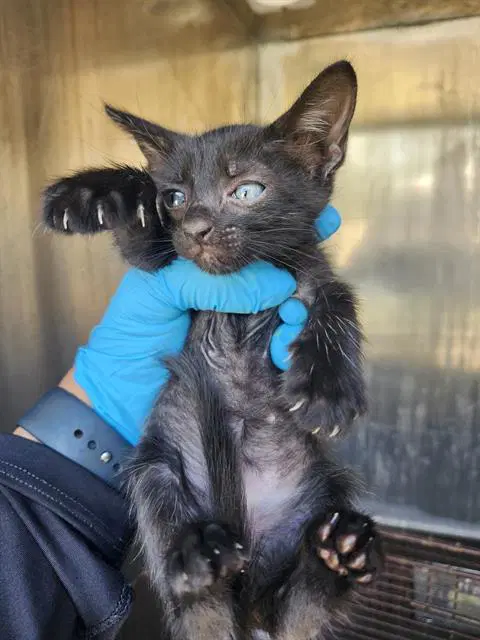 Bonnie - Domestic Short Hair