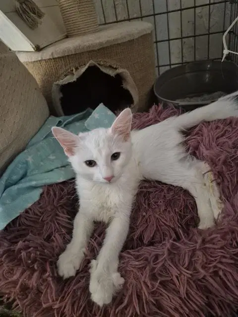 Rose - Domestic Medium Hair