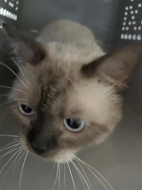 Brown - Persian
