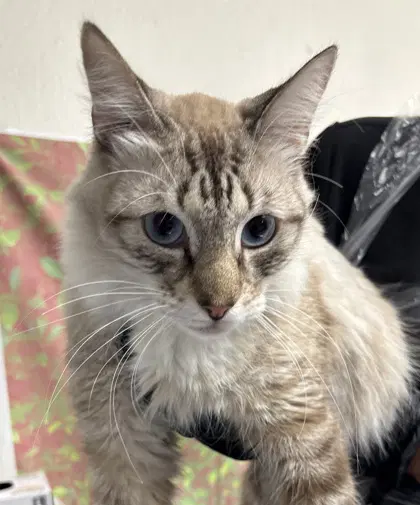 Audrey - Domestic Medium Hair